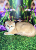 Photo №2 to announcement № 63224 for the sale of scottish fold - buy in Ukraine breeder