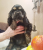 Photo №3. Wonderful American Cocker Spaniel puppy. Russian Federation