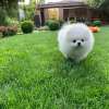 Photo №2 to announcement № 117480 for the sale of pomeranian - buy in Germany private announcement