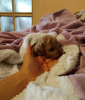 Additional photos: Red toy poodle, female