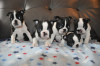 Photo №1. boston terrier - for sale in the city of Москва | 317$ | Announcement № 36512