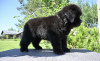 Additional photos: Newfoundland puppy