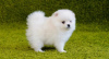 Photo №1. pomeranian - for sale in the city of Berlin | negotiated | Announcement № 30246