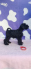 Additional photos: Miniature Schnauzer Puppies