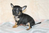 Photo №1. non-pedigree dogs - for sale in the city of Bamberg | Is free | Announcement № 116462