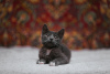 Additional photos: Smoky kitten Funtik is looking for a home!