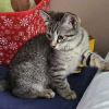 Photo №1. thai cat - for sale in the city of Kreivilä | Is free | Announcement № 124086