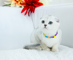 Photo №1. scottish fold - for sale in the city of Nizhny Novgorod | Negotiated | Announcement № 5858