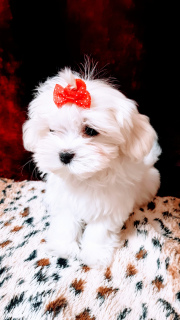 Photo №1. maltese dog - for sale in the city of Москва | 551$ | Announcement № 2885