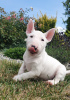 Additional photos: Miniature Bull Terrier (FCI)