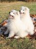 Photo №1. samoyed dog - for sale in the city of Tula | 384$ | Announcement № 7808