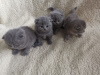 Photo №2 to announcement № 10963 for the sale of scottish fold - buy in Finland private announcement