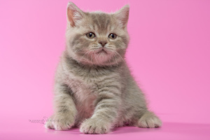 Photo №4. I will sell british shorthair in the city of Minsk. from nursery - price - 300$