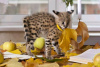 Photo №4. I will sell savannah cat in the city of Алмере. private announcement - price - 832$