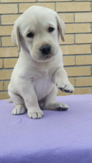 Photo №1. labrador retriever - for sale in the city of Chelyabinsk | 469$ | Announcement № 6185