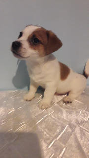 Photo №3. puppy jack russell terrier. Russian Federation