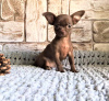Additional photos: Puppy for sale chihuahua white-fawn-lilac
