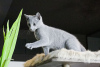 Additional photos: Russian Blue kittens with breeding rights 8 cats