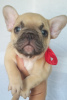 Photo №1. french bulldog - for sale in the city of Bielawa | 1419$ | Announcement № 13250