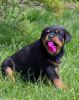 Photo №2 to announcement № 51862 for the sale of rottweiler - buy in Belarus from nursery