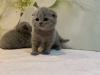 Photo №4. I will sell scottish fold in the city of Rüdersdorf. private announcement, breeder - price - 370$