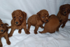 Additional photos: poodle puppies