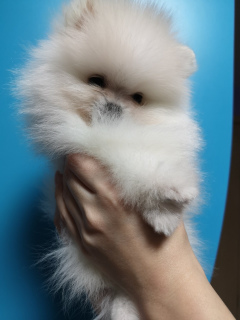 Photo №4. I will sell pomeranian in the city of Mogilyov. private announcement, from nursery, breeder - price - 1107$