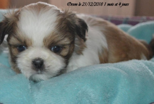Photo №1. shih tzu - for sale in the city of Clarac | 1066$ | Announcement № 869