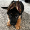 Photo №2 to announcement № 78813 for the sale of german shepherd - buy in Hungary private announcement