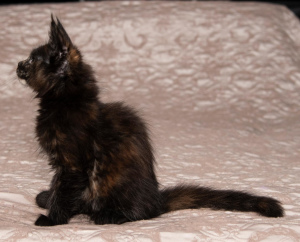 Photo №2 to announcement № 4796 for the sale of maine coon - buy in Russian Federation from nursery, breeder