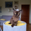 Photo №2 to announcement № 89595 for the sale of burmese cat - buy in Latvia 