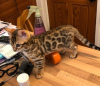 Photo №2 to announcement № 15570 for the sale of bengal cat - buy in Saudi Arabia private announcement