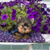 Photo №1. non-pedigree dogs - for sale in the city of Berlin | Is free | Announcement № 100926