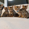 Photo №2 to announcement № 64753 for the sale of bengal cat - buy in Germany private announcement, from nursery