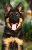 Additional photos: Beautiful dsh German Shepherd puppies.