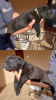 Photo №3. Cane Corso puppies for sale. Serbia