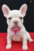 Photo №2 to announcement № 62153 for the sale of french bulldog - buy in United States breeder