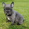 Photo №3. Top DFC Quality French Bulldogs. Germany
