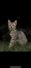 Photo №1. egyptian mau - for sale in the city of Ogrodzieniec | 1057$ | Announcement № 71617