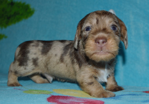 Photo №4. I will sell dachshund in the city of Novosibirsk. from nursery - price - 1000$