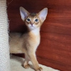 Photo №1. abyssinian cat - for sale in the city of Хильдесхайм | 780$ | Announcement № 19603