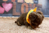 Photo №2 to announcement № 9502 for the sale of yorkshire terrier - buy in France 