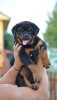 Additional photos: rottweiler