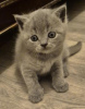 Photo №4. I will sell british shorthair in the city of Wülfrath. from nursery, from the shelter, breeder - price - 370$