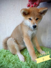 Photo №4. I will sell akita in the city of Novosibirsk. from nursery - price - 308$