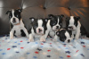 Photo №1. boston terrier - for sale in the city of St. Petersburg | 317$ | Announcement № 37090
