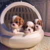 Photo №1. cavalier king charles spaniel - for sale in the city of Helsinki | 475$ | Announcement № 125668