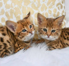 Photo №2 to announcement № 124223 for the sale of savannah cat - buy in Belgium 