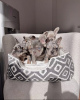 Photo №1. french bulldog - for sale in the city of Patras | 317$ | Announcement № 78597