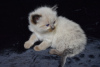 Photo №4. I will sell ragdoll in the city of Barcelona. private announcement, breeder - price - 317$